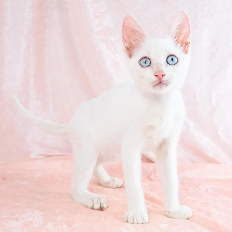 Casper thumbnail 3