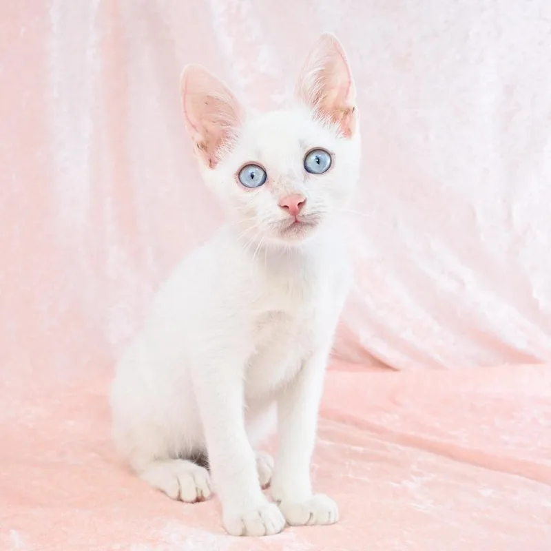 Casper thumbnail 4