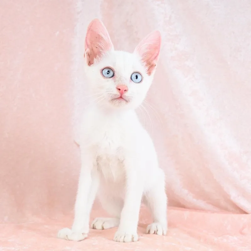 Casper thumbnail 5