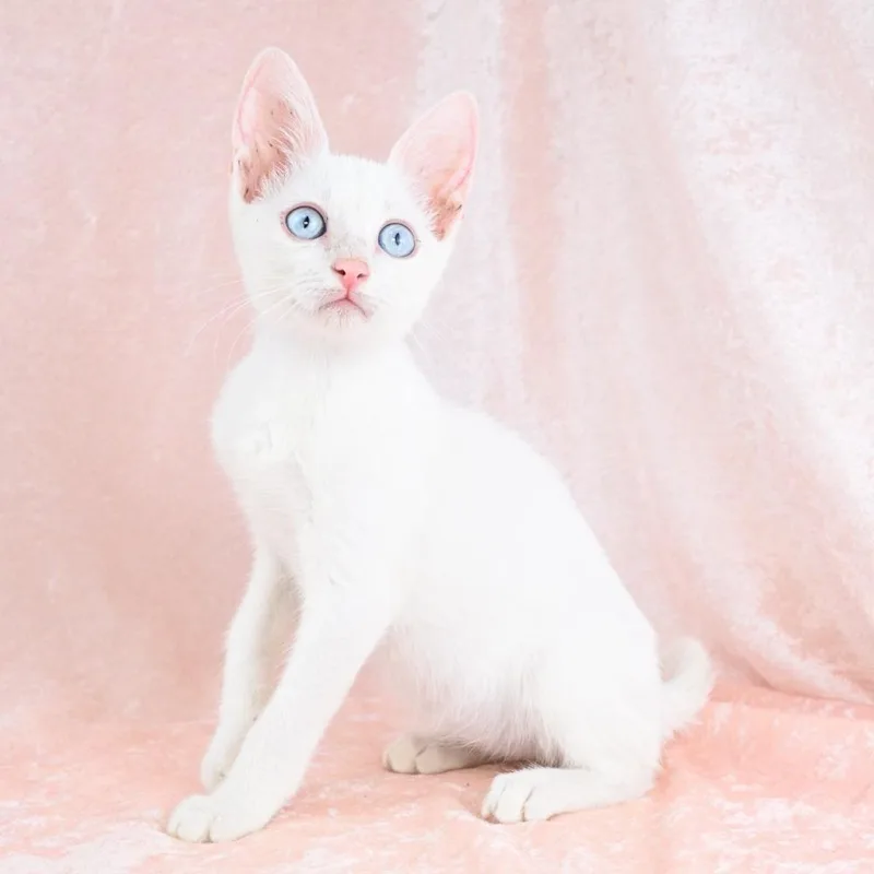 Casper thumbnail 6