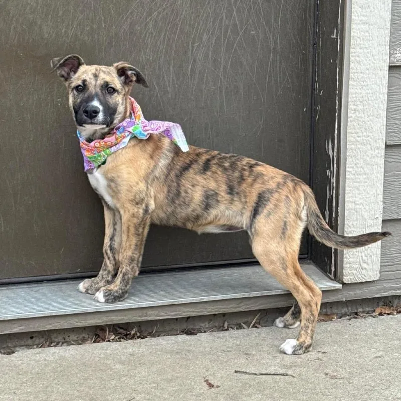 Papa Murphy thumbnail 3