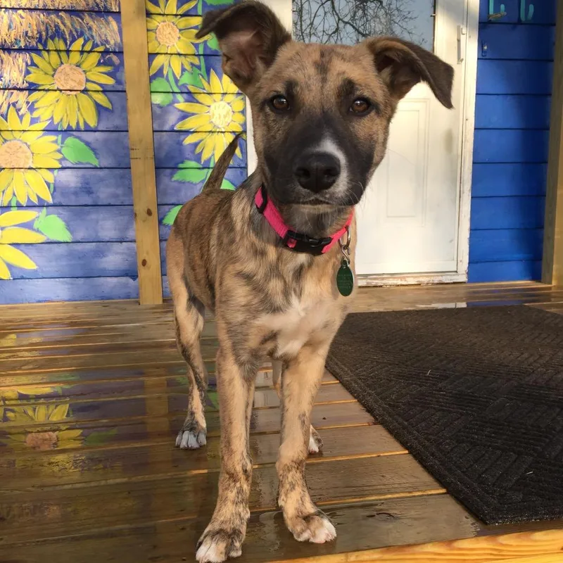 Papa Murphy thumbnail 4