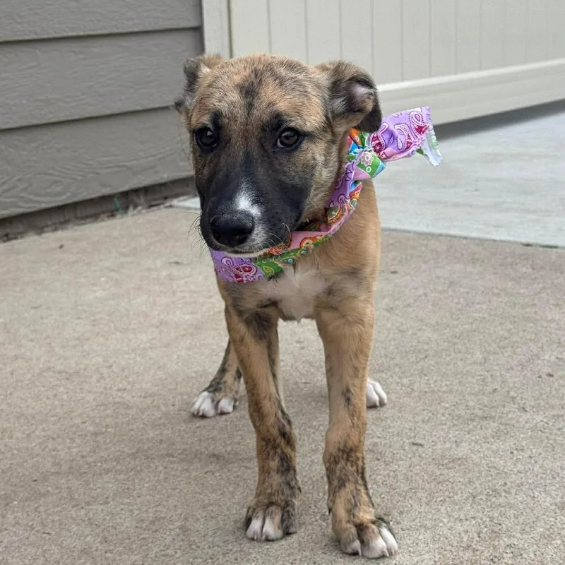 Papa Murphy thumbnail 6