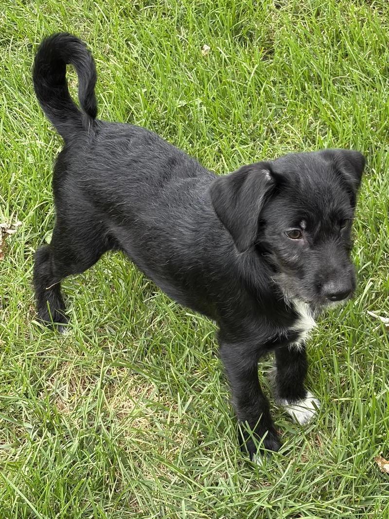 A baby medium-sized male Terrier dog named Radley for adoption in Stuarts Draft, VA