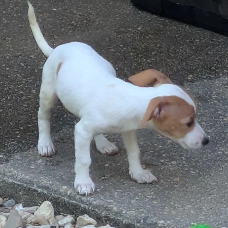 A baby small-sized female White / Cream Chihuahua dog named Meeps for adoption in New Orleans, LA