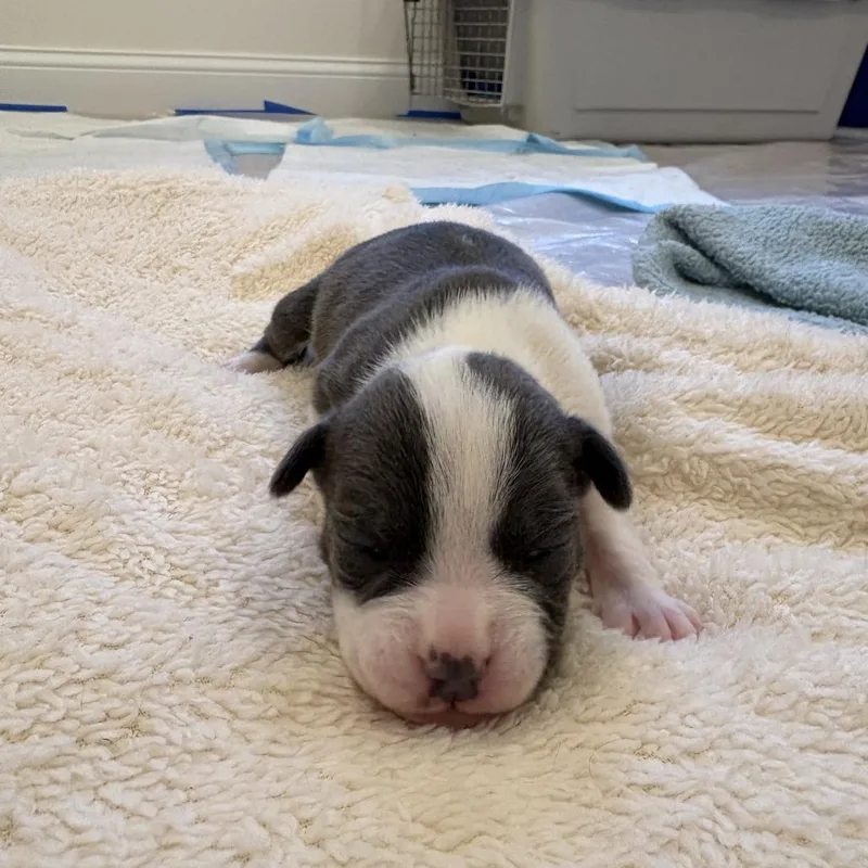 Velveeta thumbnail 2