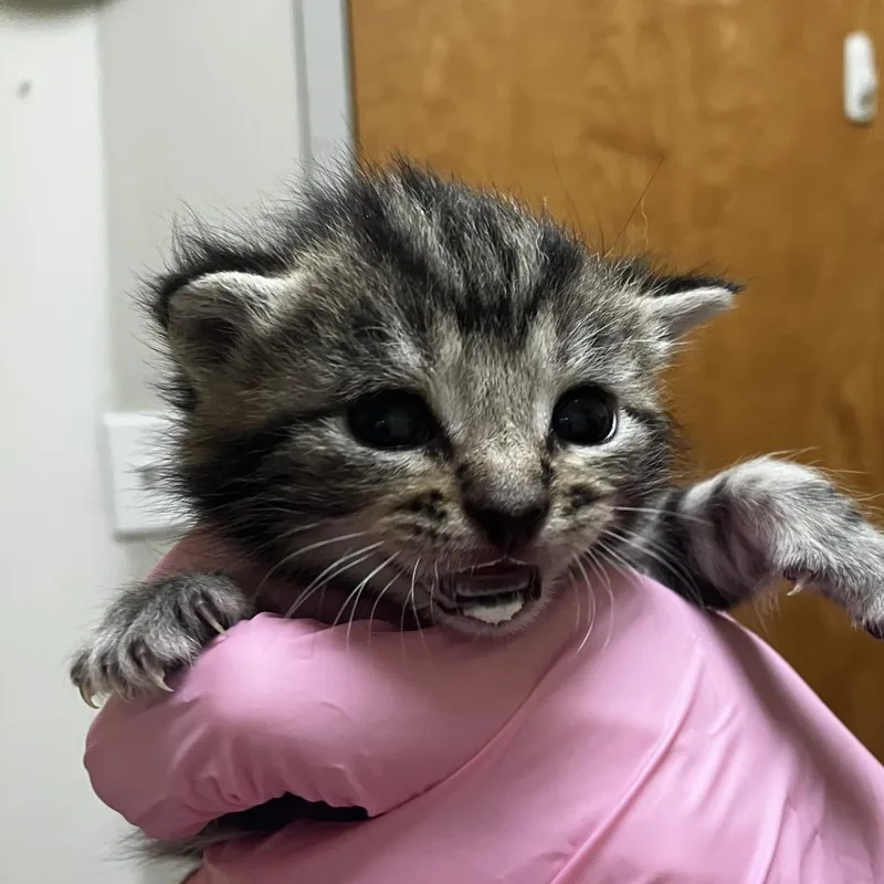 A baby small-sized female Brown / Chocolate Domestic Short Hair cat named Sally Scone for adoption in Wilmington, DE