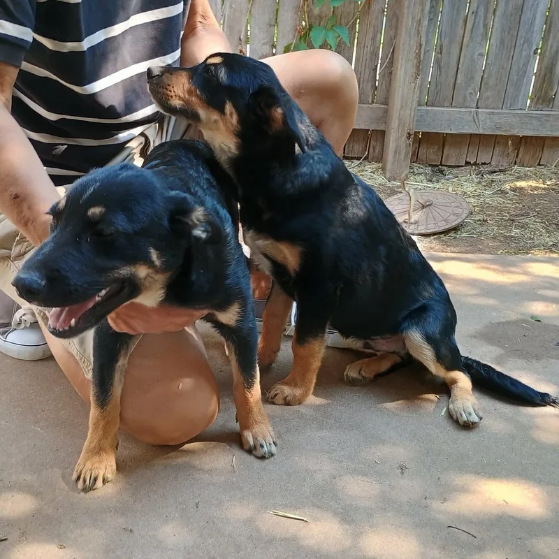 A baby medium-sized male Black German Shepherd Dog dog named Cosby for adoption in Amarillo, TX
