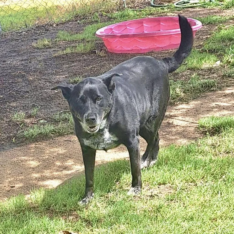 A senior medium-sized female Black Mixed Breed dog named Gypsy for adoption in Tunica, MS