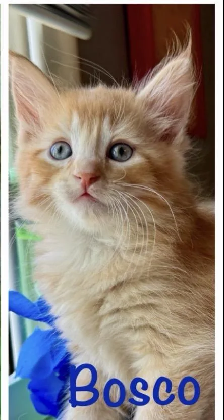 Bosco