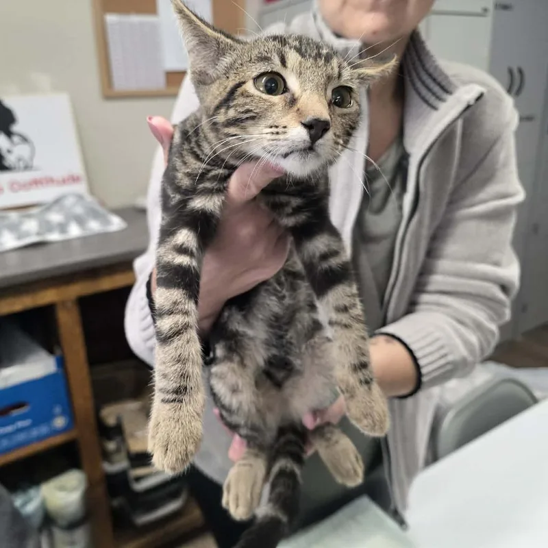 A baby small-sized male Domestic Short Hair cat named Jax for adoption in Willows, CA