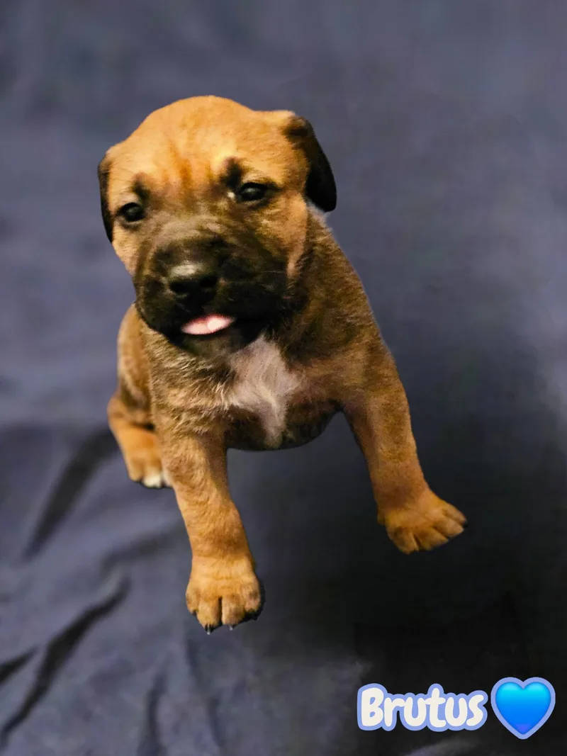 Brutus Stormie Litter