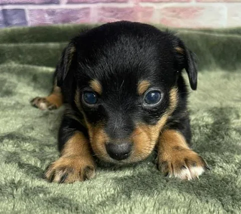A baby small-sized male Brown / Chocolate Chihuahua dog named Raspberry for adoption in Sedalia, CO
