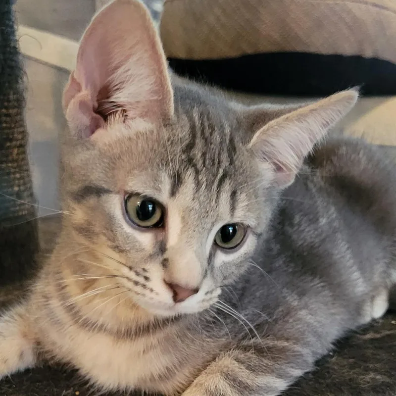 A baby small-sized male Gray / Blue / Silver Domestic Short Hair cat named Garth B for adoption in Marietta, GA