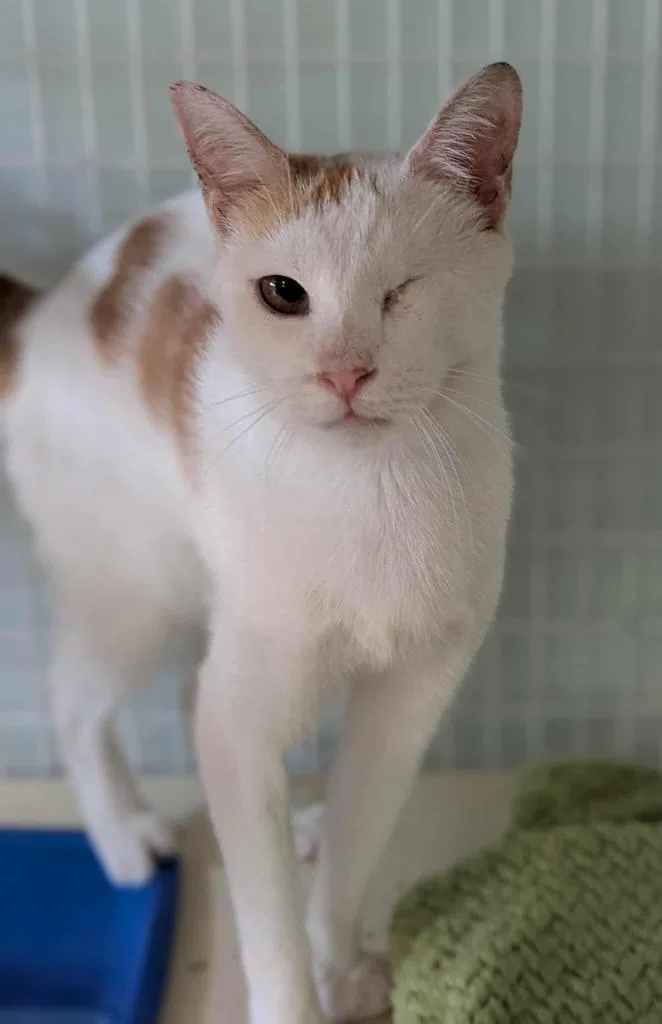 A young medium-sized male Domestic Short Hair cat named Forrest for adoption in Kingsland, GA