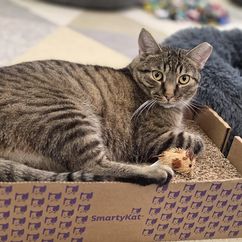 A young medium-sized male Tabby (Brown / Chocolate) Domestic Short Hair cat named Turbo for adoption in Hartville, OH