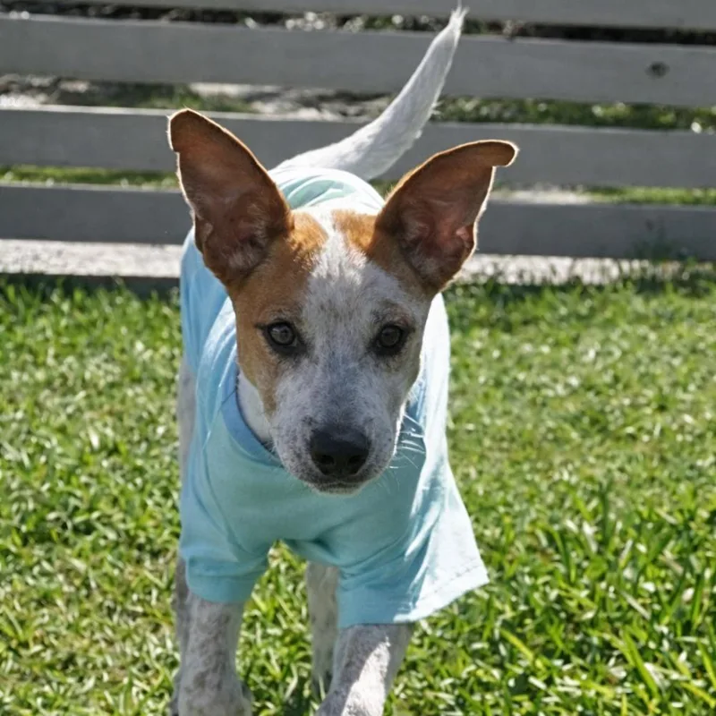 Luca Loverboy thumbnail 2