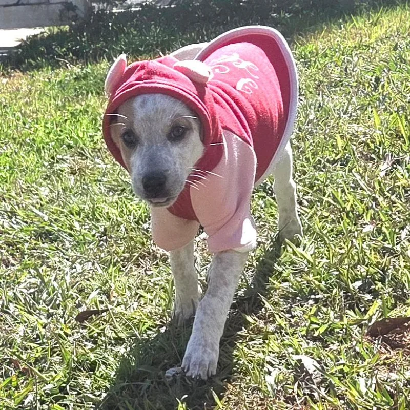 Luca Loverboy thumbnail 3