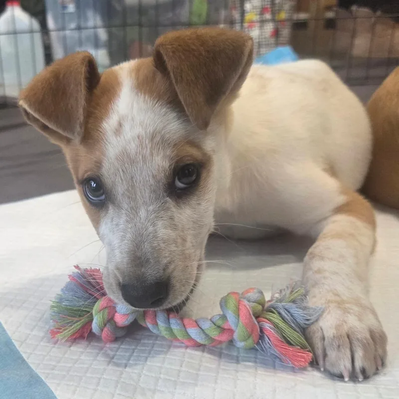 Luca Loverboy thumbnail 4