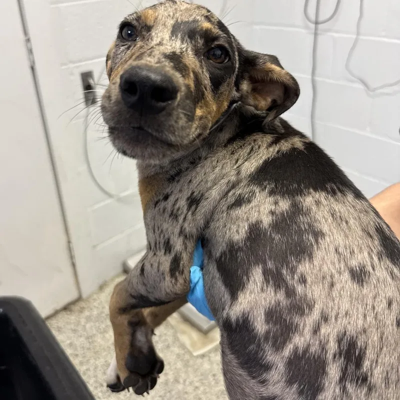 A baby small-sized male Black Catahoula Leopard Dog dog named Lecture for adoption in Hattiesburg, MS