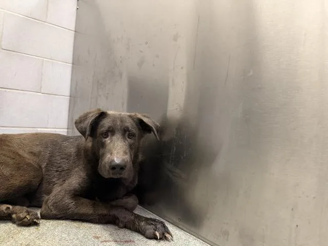 An adult extra large-sized male Mixed Breed dog named Maurice for adoption in Dallas, TX