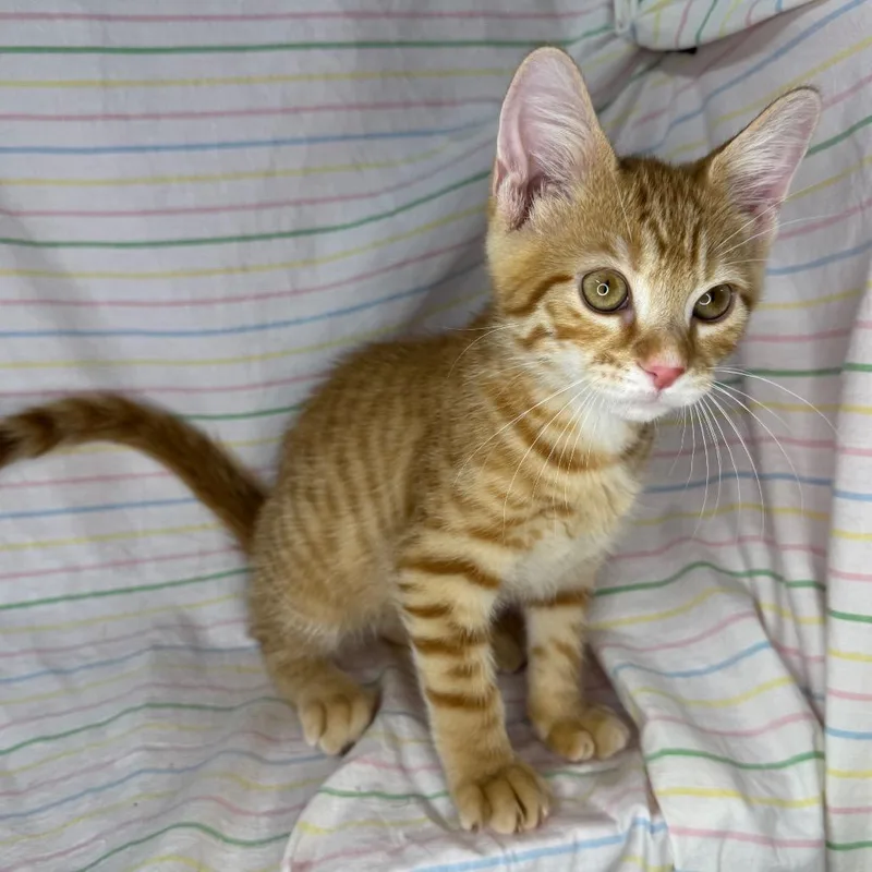 A baby small-sized male Orange / Red Norwegian Forest Cat cat named Sandstone for adoption in Mount Vernon, IL