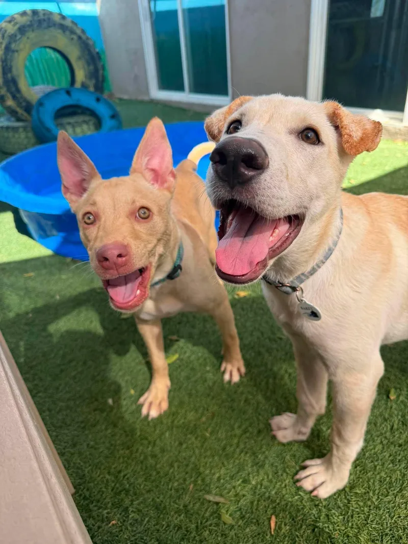 A baby medium-sized male Yellow / Tan / Blond / Fawn Yellow Labrador Retriever dog named Ruckus for adoption in Phoenix, AZ