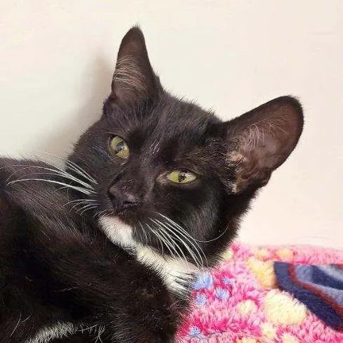 A baby small-sized male Domestic Short Hair cat named Hogan for adoption in Cumming, GA