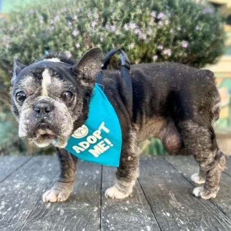 Honeybee thumbnail 2