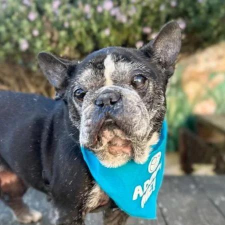 Honeybee thumbnail 3