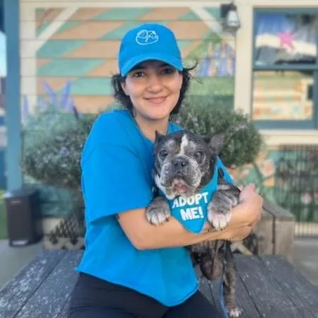 Honeybee thumbnail 4