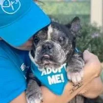 Honeybee thumbnail 5