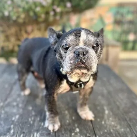 Honeybee thumbnail 6