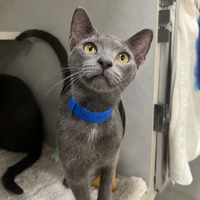 A young medium-sized male Gray / Blue / Silver Domestic Short Hair cat named Dallas for adoption in Fairport, NY