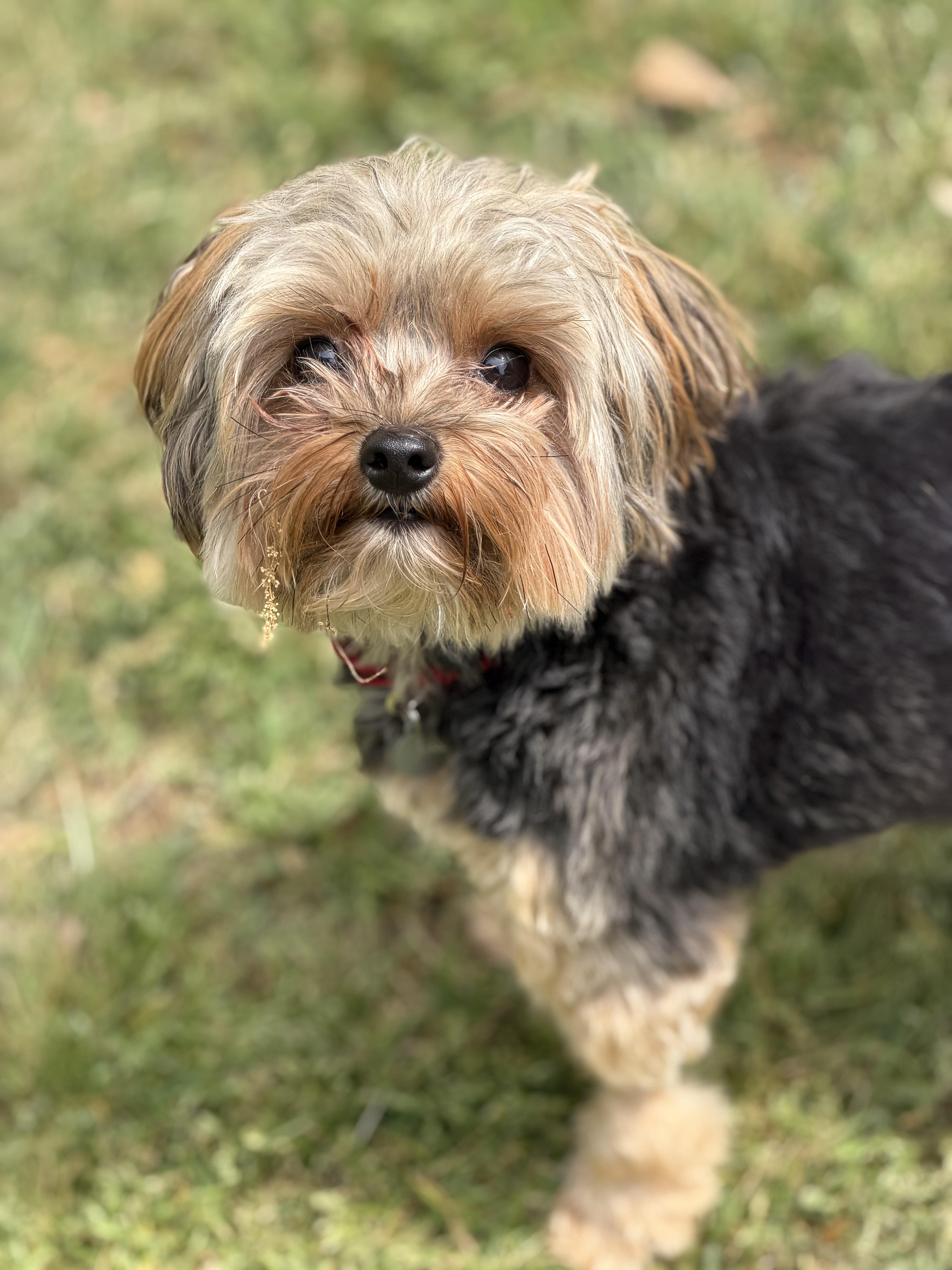 An adult small-sized female Yorkshire Terrier dog named Teddie for adoption in Atlanta, GA