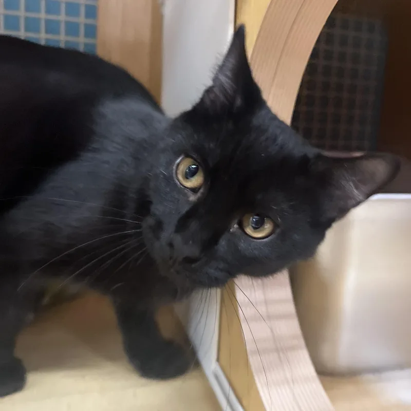 A baby small-sized male Domestic Short Hair cat named Holmes for adoption in Manhattan, KS