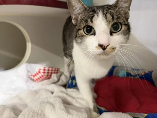 An adult medium-sized male Domestic Short Hair cat named Churuio for adoption in Oceanside, CA