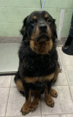 An adult large-sized male Rottweiler dog named Apollo for adoption in Hillsboro, NH