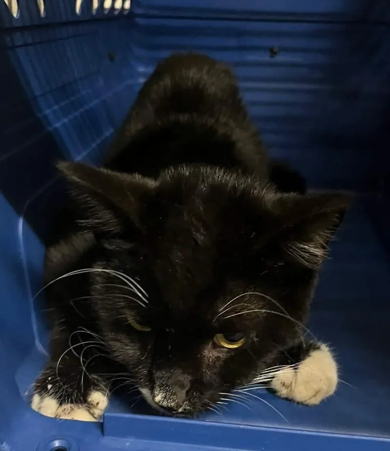 A young medium-sized female Domestic Short Hair cat named Found C for adoption in Mansfield, CT
