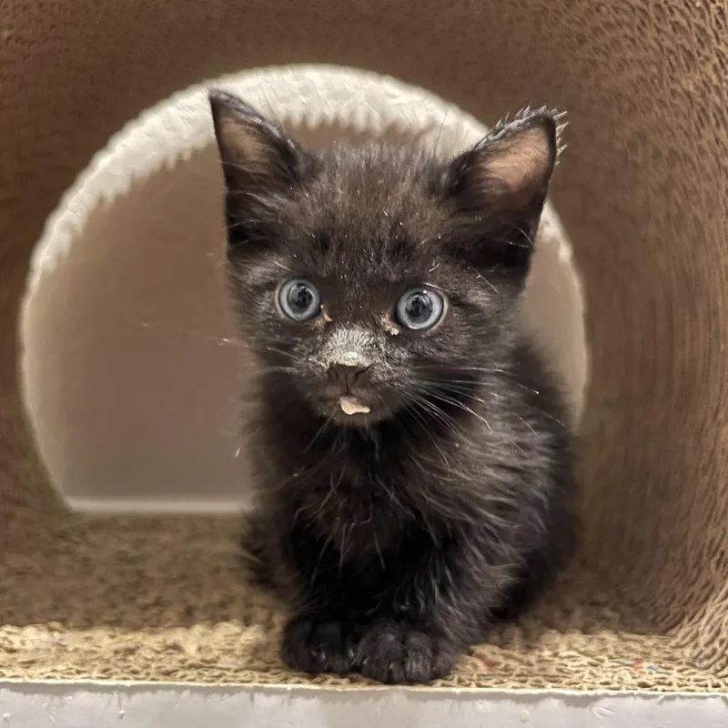 A baby small-sized male Black Domestic Short Hair cat named Beans for adoption in San Antonio, TX