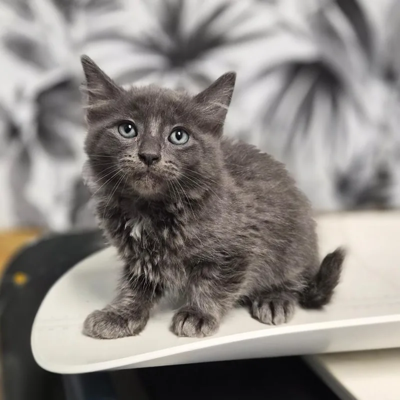 A baby small-sized male Gray / Blue / Silver Domestic Medium Hair cat named Wiess for adoption in Wahiawa, HI