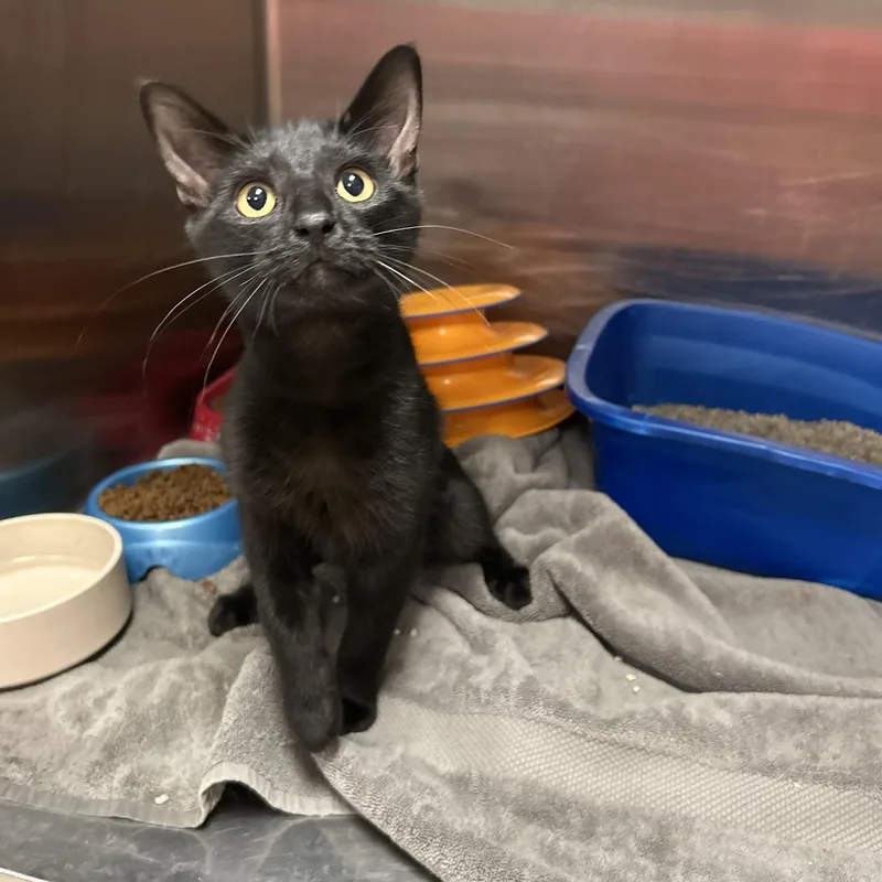 A young medium-sized male Black Domestic Short Hair cat named Spice for adoption in La Grange Park, IL