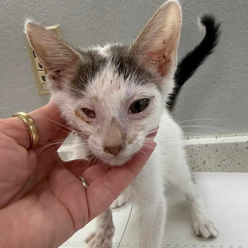 A baby small-sized male White Turkish Van cat named Fandangle for adoption in Wichita, KS