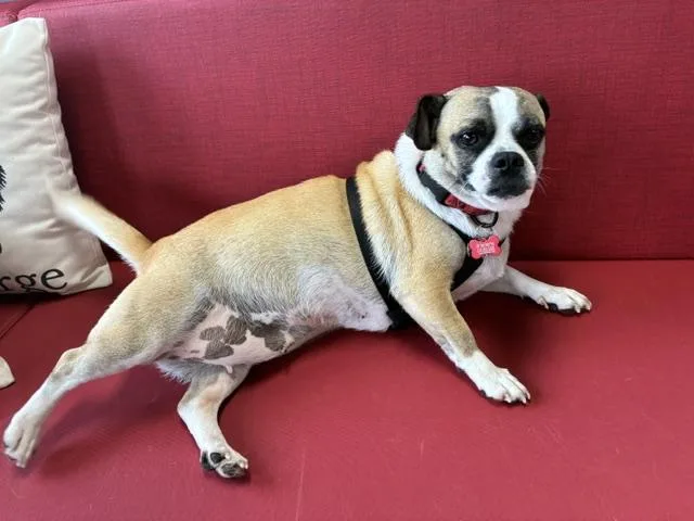 An adult small-sized female Tricolor (Brown, Black, & White) Chug dog named Lulu for adoption in Tulsa, OK