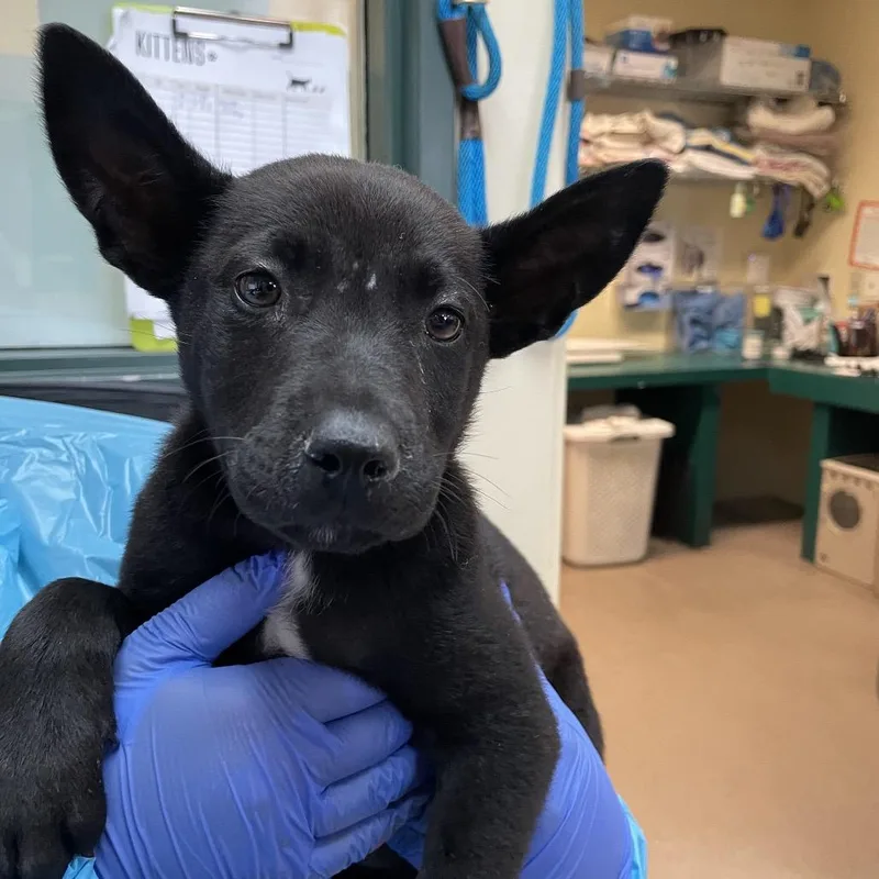 A baby small-sized male Black Shepherd dog named Kanga for adoption in Pasadena, CA