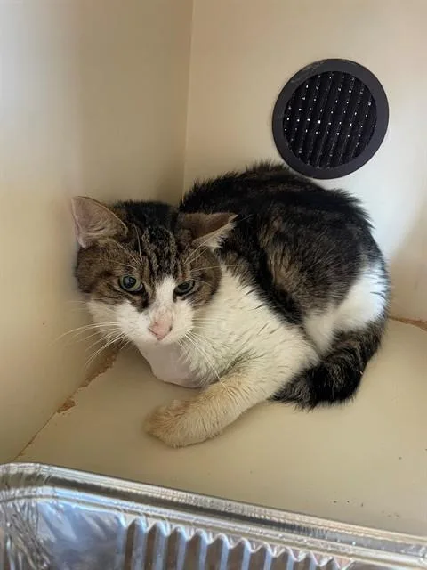 An adult large-sized male Domestic Short Hair cat named David for adoption in Louisville, KY