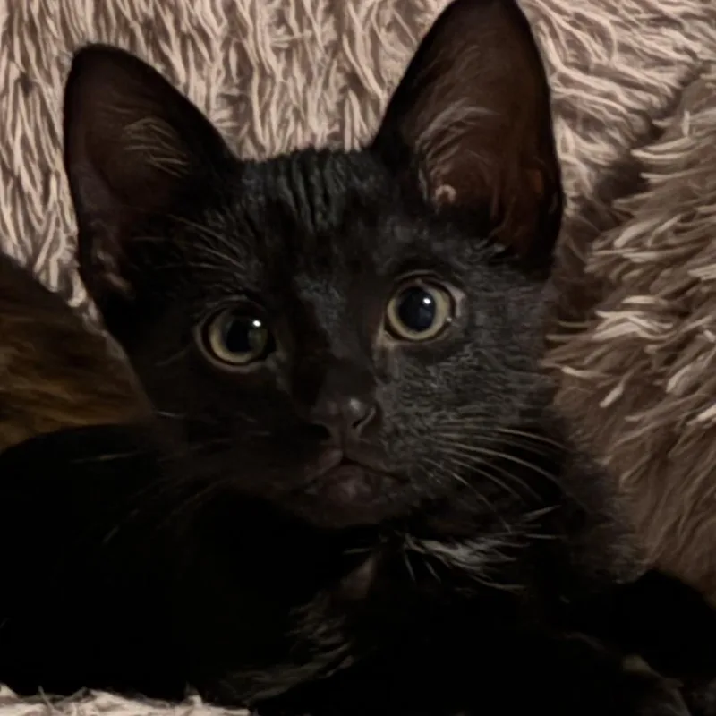 A baby small-sized male Black Domestic Short Hair cat named Jack for adoption in Santa Fe, TX
