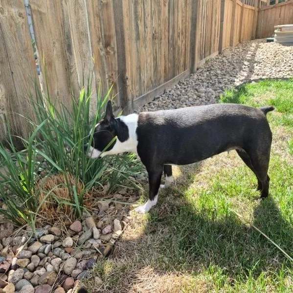 Daisy In Co thumbnail 2