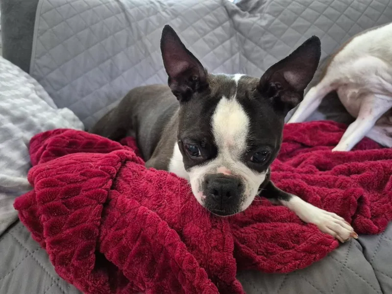 Daisy In Co thumbnail 3