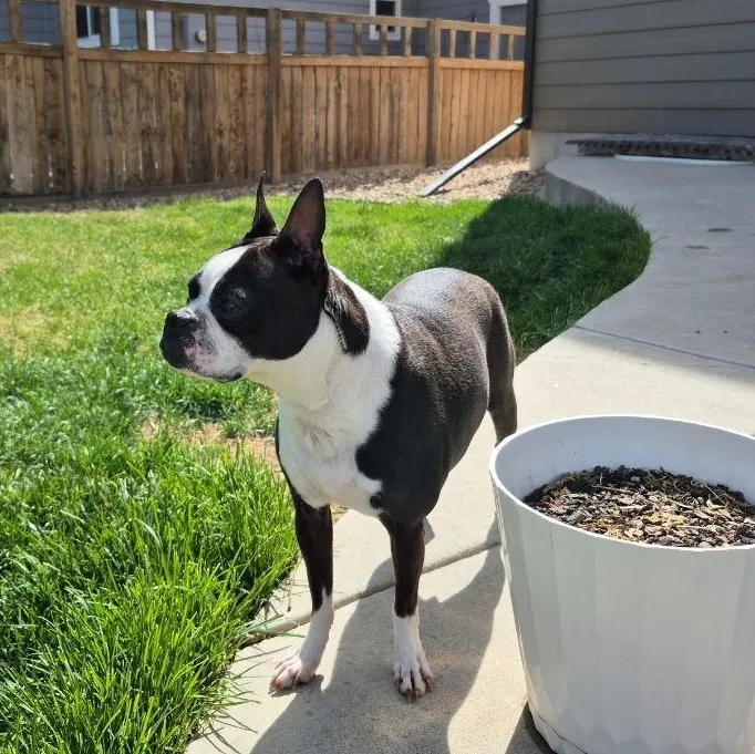 Daisy In Co thumbnail 4